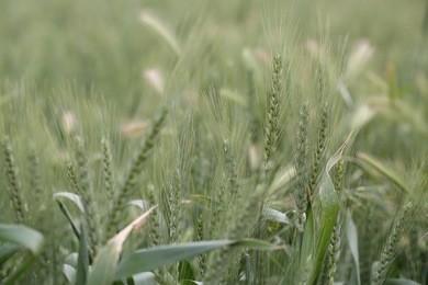 barley field in summer