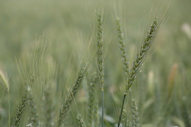 barley field in summer