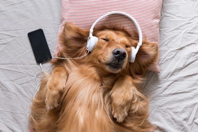 the golden retriever wearing headphones listening to music