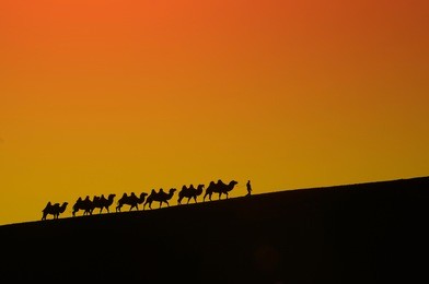 caravan camels journey with a man in the desert silhouette on a beautiful yellow background.