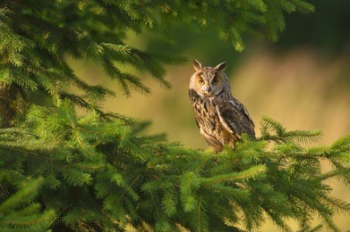 wild europaean long eared owl asio otus, natural green forest background
