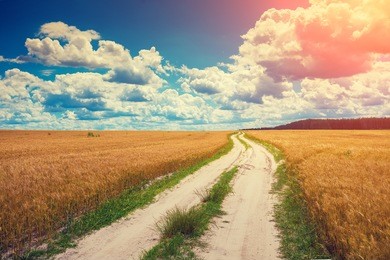 beautiful sky above dirt road in the wheat field