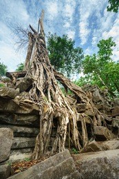 banyan tree in beng mealea temple , siem reap, cambodia.