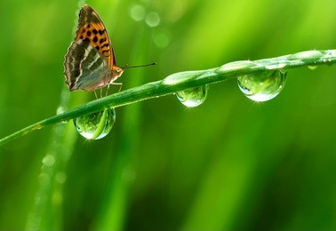 fresh morning dew and butterfly