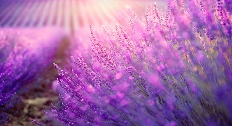 lavender field in provence, france. blooming violet fragrant lavender flowers. growing lavender swaying on wind over sunset sky, harvest.