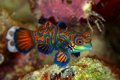 mandarinfish or mandarin dragonet ( synchiropus splendidus ) is close-up shot , it very small tropical fish vivid color , sipadan island borneo . celebes sea, malaysia