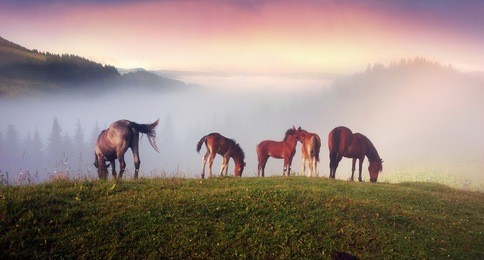the foal drinks the milk of the mother of the mare against the background of the sea of fog and the herd of the wild horses of the ukrainian mountaineers - the hutsuls graze at large