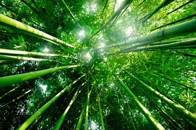 bamboo forest with morning sunlight