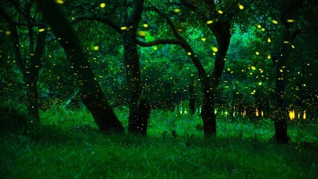 firefly flying in the forest.
fireflies in the bush at night at prachinburi province, thailand.
long exposure photo.
the forest in fairy tale. magic fairy forest