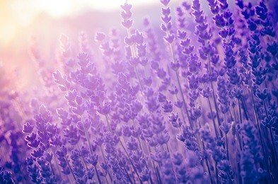 lavender flowers, blooming in sunlight