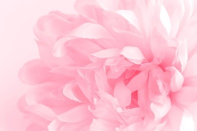 beautiful flowers made with color filters in soft color and blur style for background