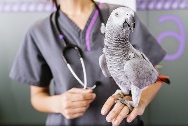 veterinarian doctor is making a check up of a parrot. veterinary concept.