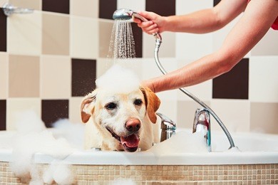 bathing of the yellow labrador retriever. happiness dog taking a bath.