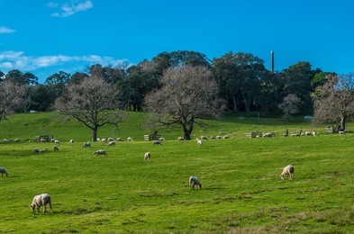 one tree hill park auckland new zealand