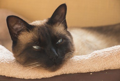 siamese cat, lying on the stove