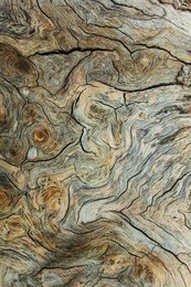 beautiful wood texture. the natural texture. organic texture. natural background
