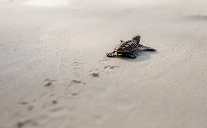 little sea turtle cub, crawls along the sandy shore in the direction of the ocean to survive, hatched, new life, saves, way to life, tropical seychelles, footprints in the sand, forward to a new life