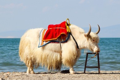 yak ride near the lake