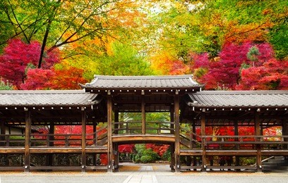 japan autumn image. traditional architecture in the beautiful japanese red leaves. kyoto. 