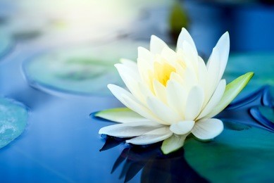 beautiful  white lotus flower with green leaf in in pond