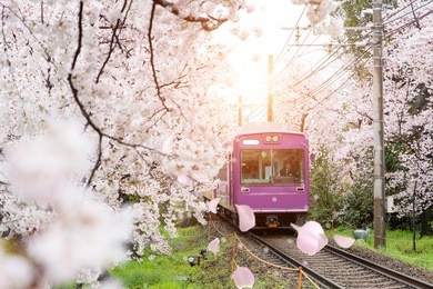 view of kyoto local train traveling on rail tracks with flourishing cherry blossoms along the railway in kyoto, japan.