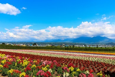 colorful flower field at tomita farm, furano, hokkaido