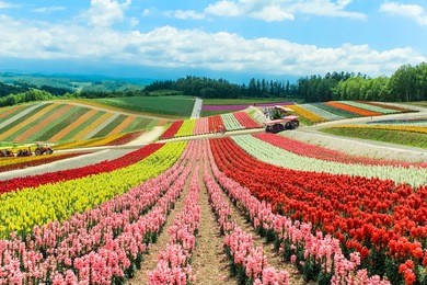 colorful flower field at shikisai no oka farm,biei,hokkaido