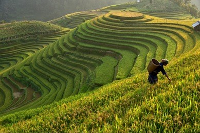 morning light of rice field on terrace in vietnam landscape.