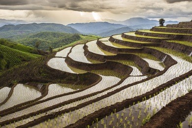 rice field in thailand you may find the central of country. /rice field/ rice field,rice. thailand,rice fields in thailand. landscape rice field in pa pong pieng , mae chaem, chiang mai, thailand