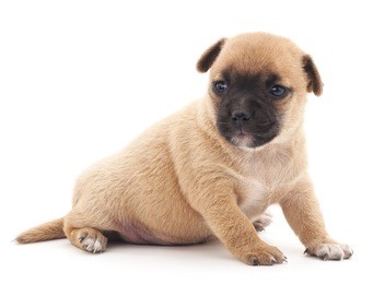 little dog isolated on a white background.