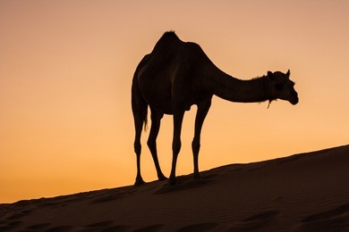 camel in liwa desert