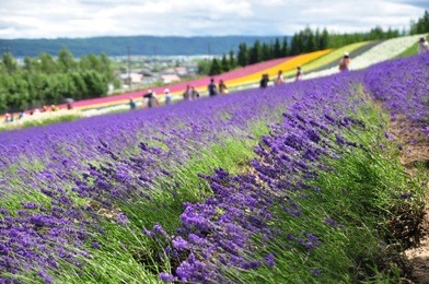 close up lavender field with colorful flower fields as background, tomita farm, hokkaido, japan