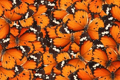 butterflies background
