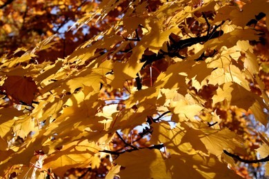 tree in fall