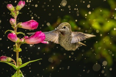 a photo of hummingbird visits flowers in raining day.