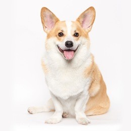 welsh corgi