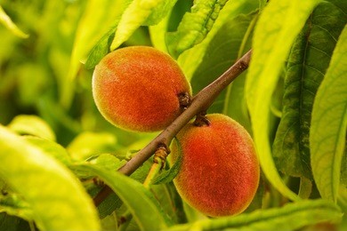 colorful image of growing peaches branch in leaves on the peach