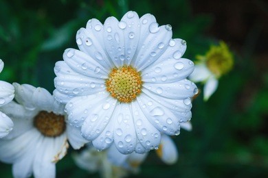 fresh flowers,drops of water on the pink flowers after the rain.