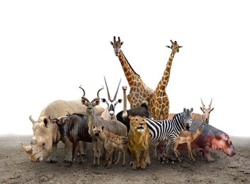 group of africa animals standing on the ground
