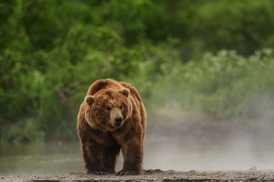 bear brown in kamchatka