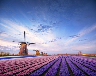 sunset over fields of daffodils. fantastic event with clouds. holland