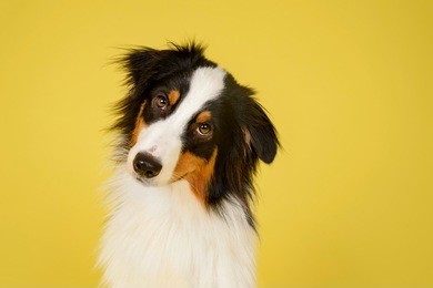 australian shepherd dog in studio on yellow background