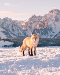 jackson hole fox 