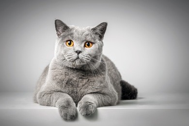 british shorthair cat lying on white table. copy-space