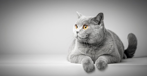 british shorthair cat lying on white table. looking at copy-space. banner