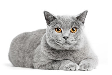 british shorthair cat isolated on white. lying relaxed