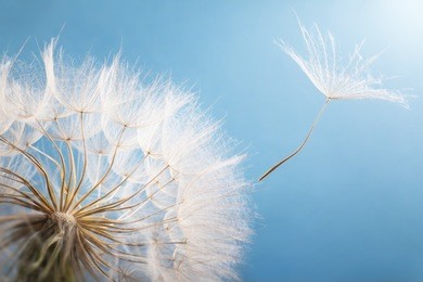 flying dandelion seed on a blue background.