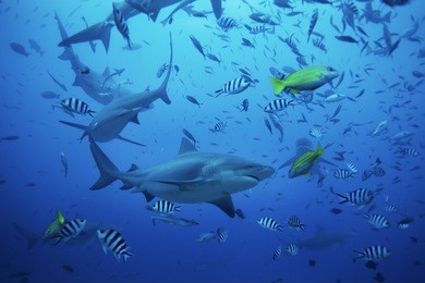 bull shark, carcharhinus leucas, beqa lagoon, fiji