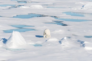 polar bear on the pack ice