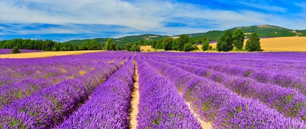 lavender field